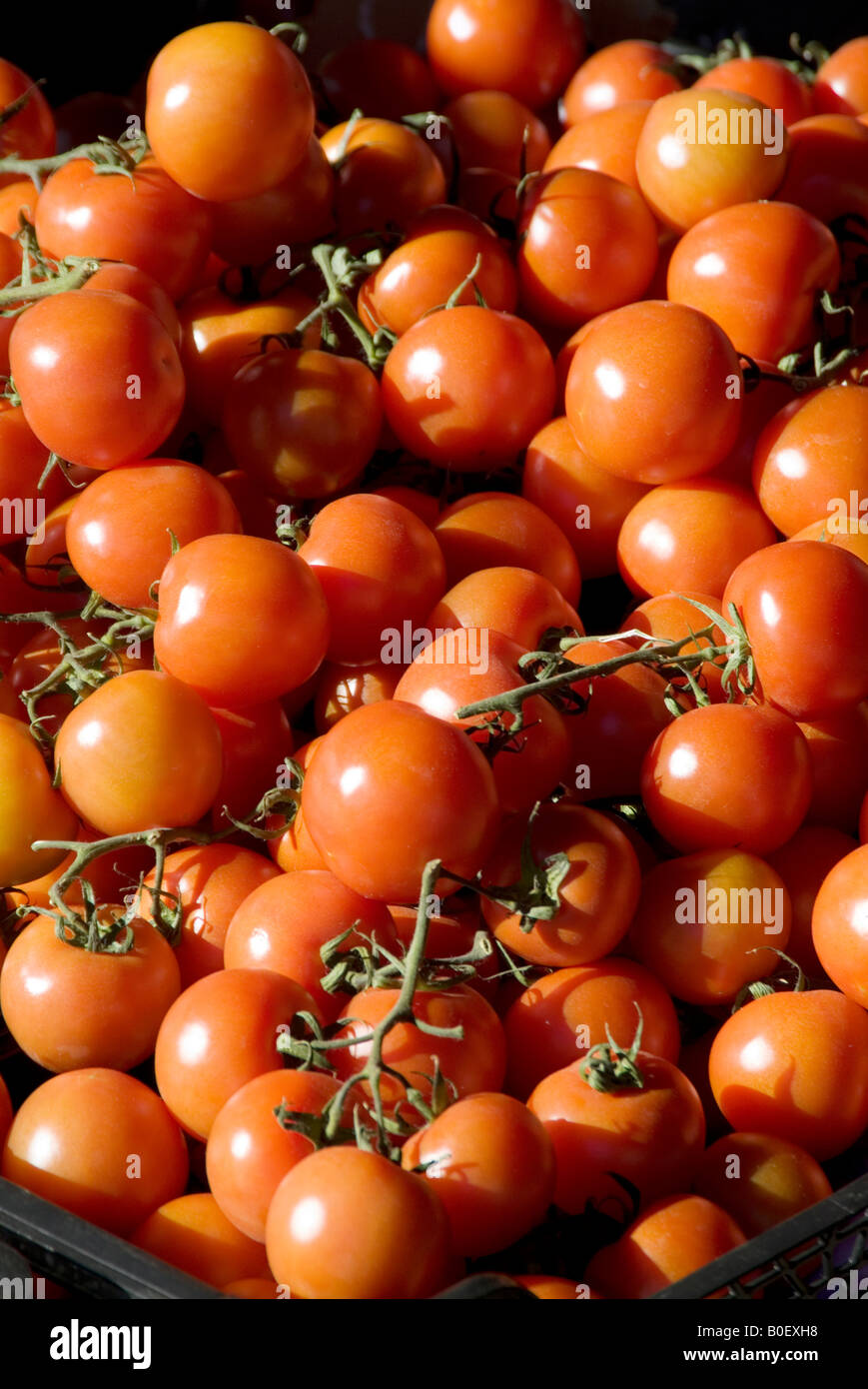 Rosso brillante Pomodori Pomodori antiossidante anti ossidante colore colore dolci fresche di stallo del mercato coltivazione dieta mediterranea freschi Foto Stock