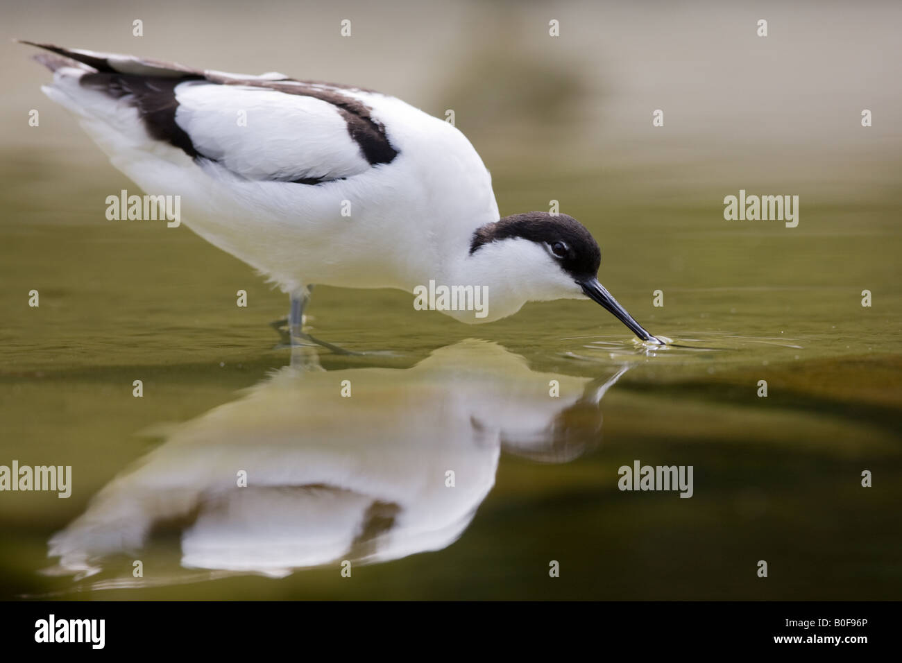 Pied avocetta - Recurvirostra avosetta ritratto Foto Stock