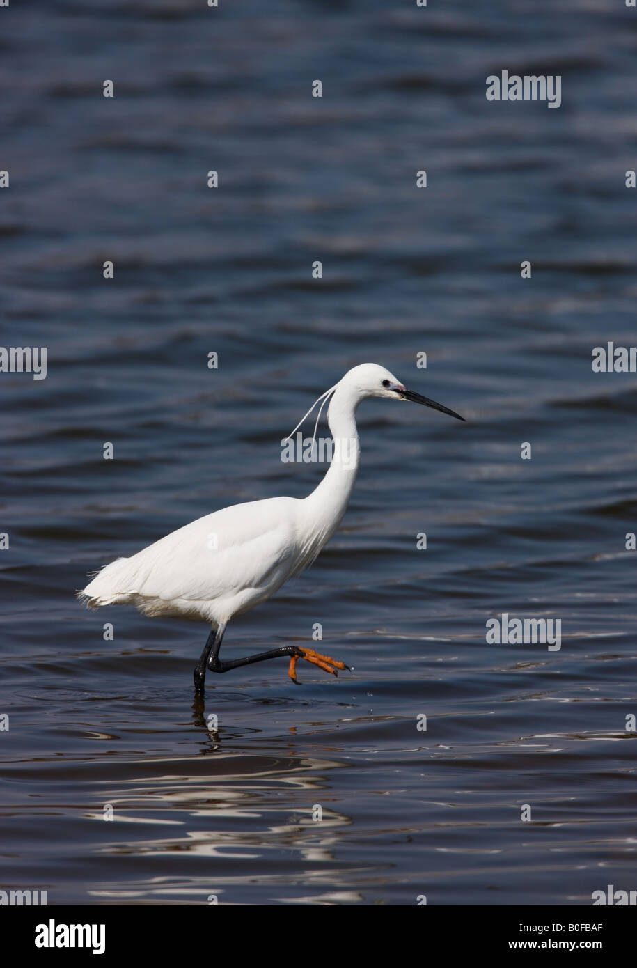 Garzetta Egretta garzetta adulto Alimentazione nella laguna poco profonda NORFOLK REGNO UNITO Foto Stock