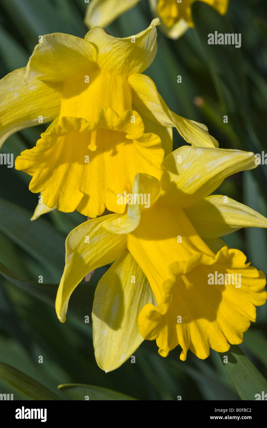 Gialli narcisi Narcissus Cyclamineus Englander in piena fioritura immagini foto close up in vendita su alamy verticale negli USA US ad alta risoluzione Foto Stock