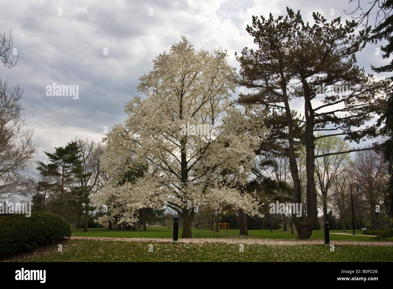 Alberi di Magnolia fiori bianchi fioritura primo piano nessuno nessuna vista frontale in Ohio Stati Uniti sfondo la primavera è finalmente arrivata qui ad alta risoluzione Foto Stock
