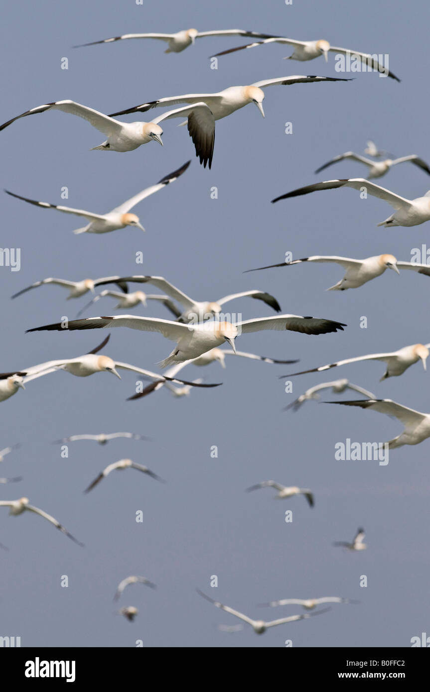 Northern Gannet Morus bassanus in volo Foto Stock