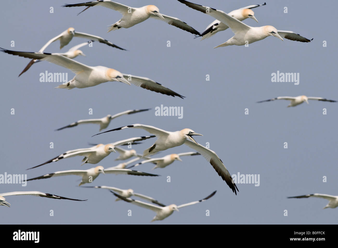Northern Gannet Morus bassanus in volo Foto Stock