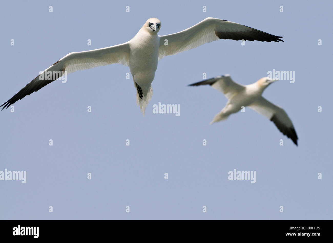 Northern Gannet Morus bassanus in volo Foto Stock