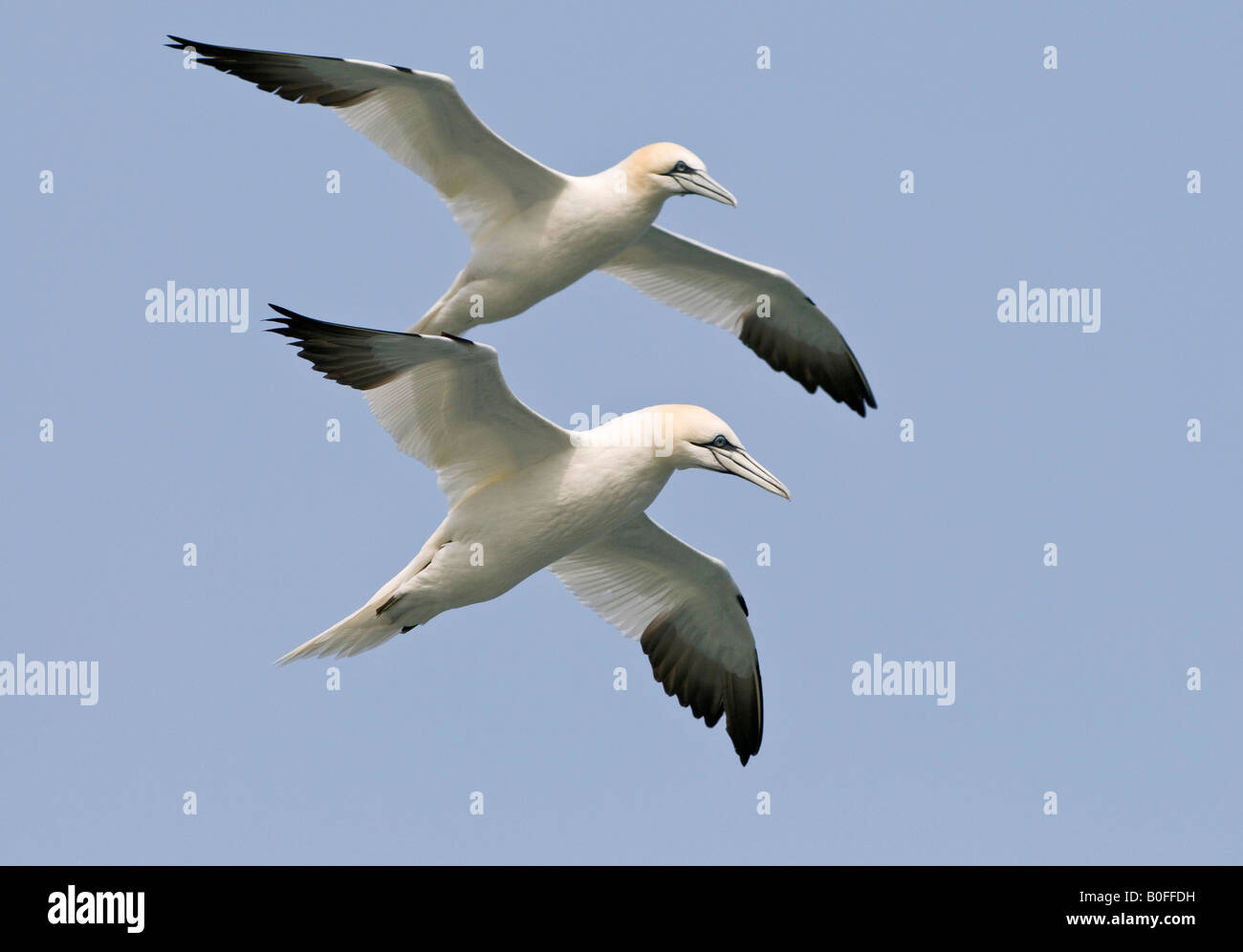Northern Gannet Morus bassanus in volo Foto Stock