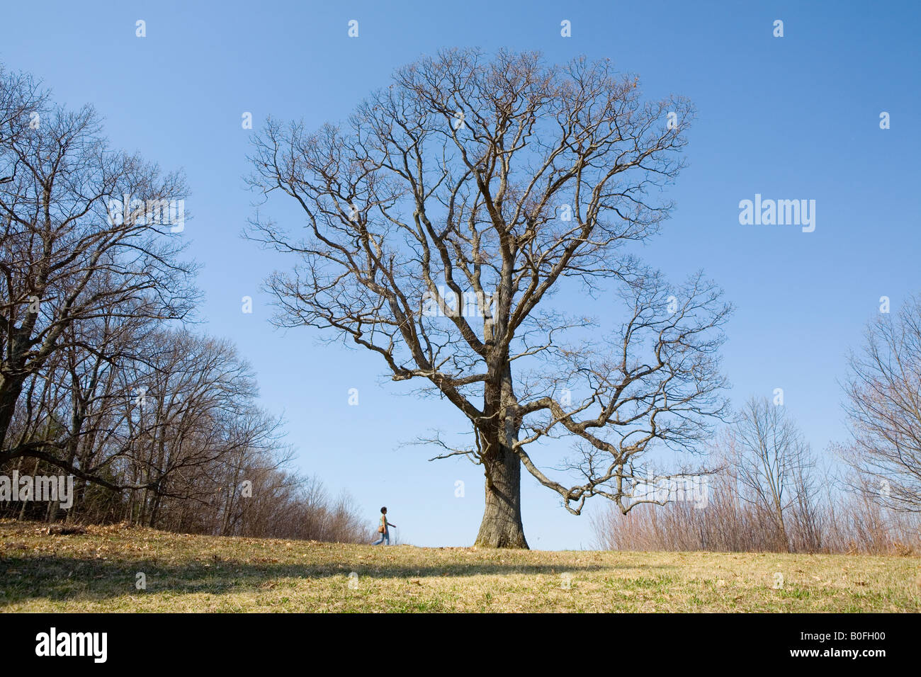 Quattrocento anni bianco massiccio quercia nani persona a Landis Arboretum Schoharie county nello Stato di New York Foto Stock