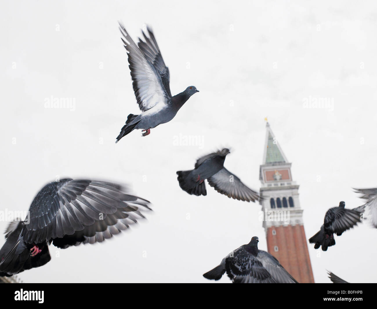 Piccioni di volo Foto Stock