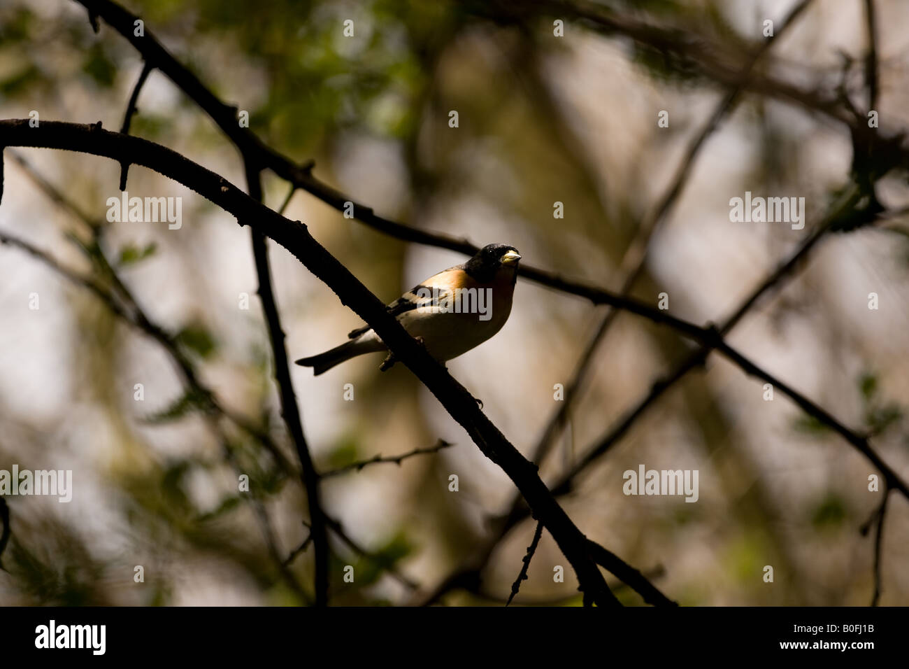 Brambling retroilluminato (Fringilla montifringilla) in un giardino a Horsham nel West Sussex, in Inghilterra Foto Stock