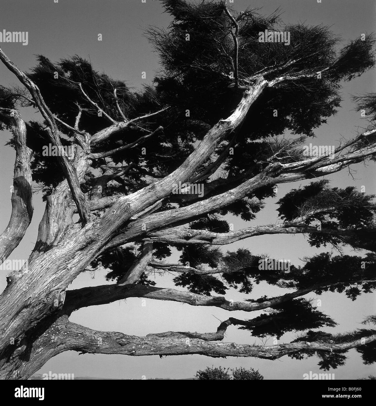 Meteo-battuto vecchio albero con bella corteccia texture in bianco e nero Foto Stock