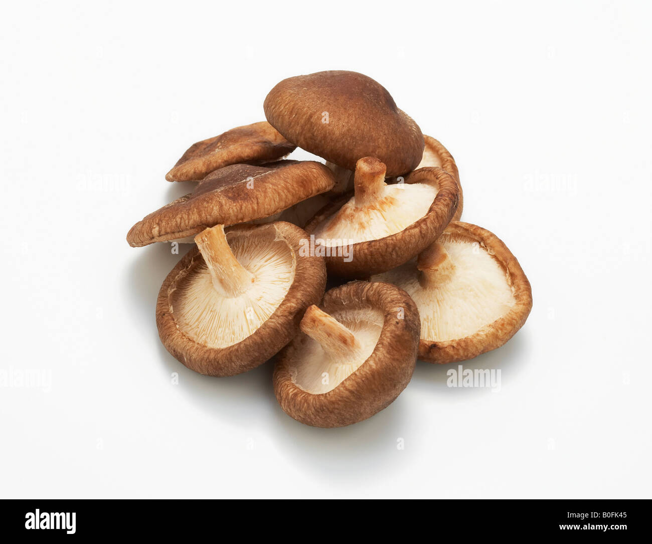 Funghi shiitake Foto Stock