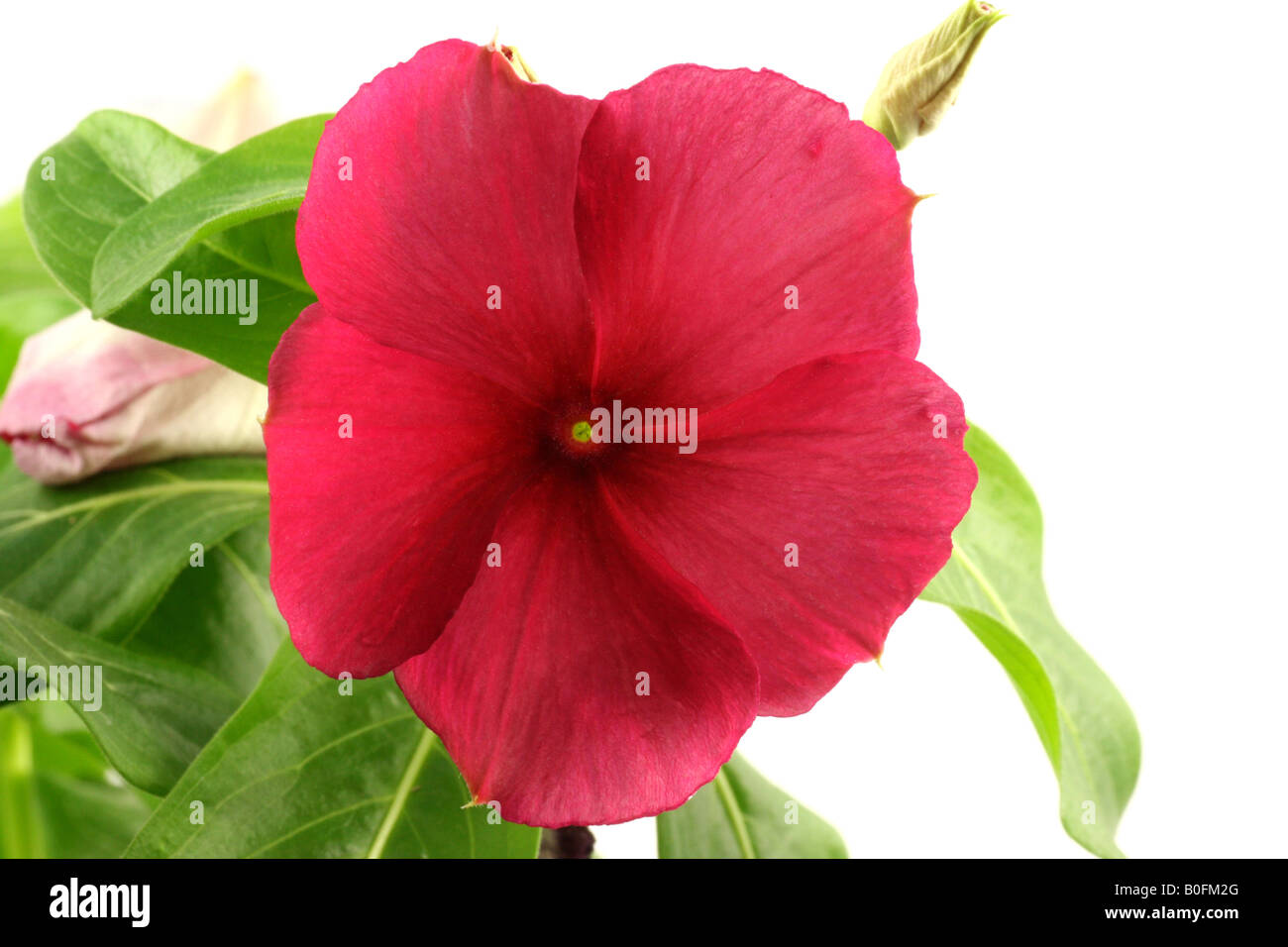 Fiore di Laurel Foto Stock