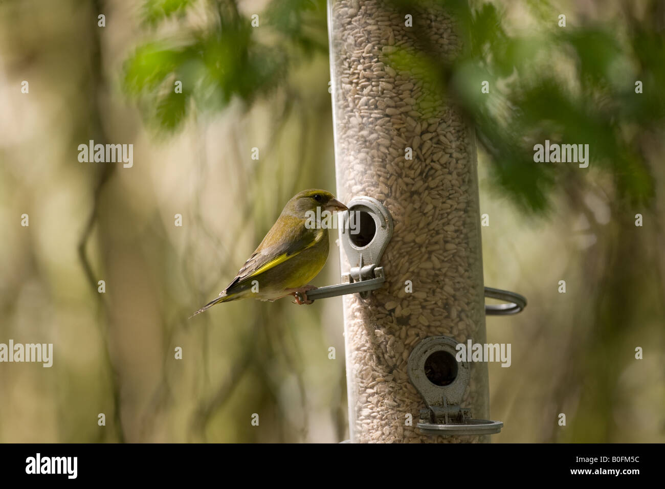 Verdone (Carduelis chloris) sui semi di girasole, alimentatore a Horsham West Sussex, in Inghilterra Foto Stock