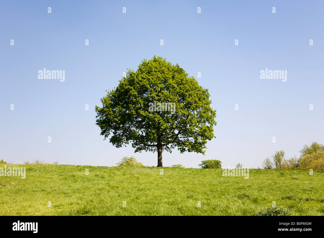 Piccolo albero isolato in un campo di erba Foto Stock