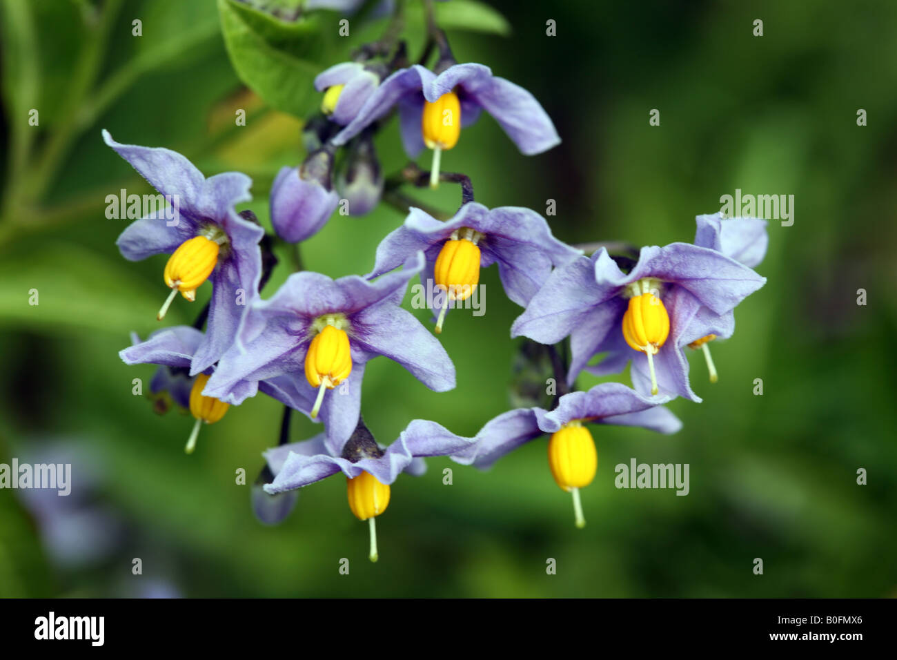 SOLANUM CRISPUM GLASNERIN cileno blu pianta di patata scalatore di scomposizione Foto Stock