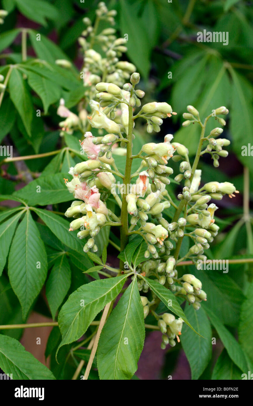 AESCULUS INDICA BLOSSOM Foto Stock