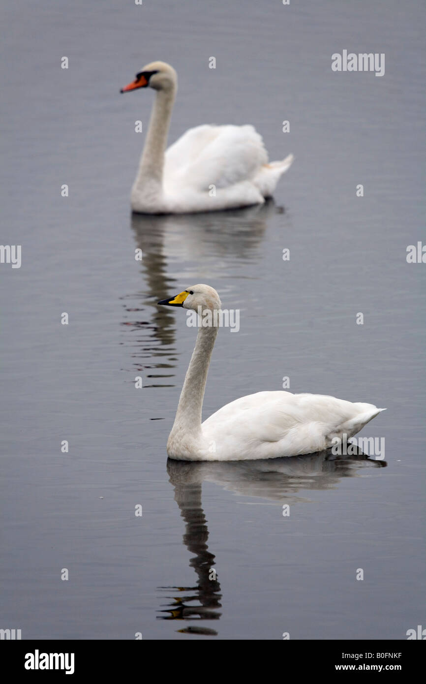 Whooper swan Cygnus cygnus e cigno Cygnus olor Foto Stock