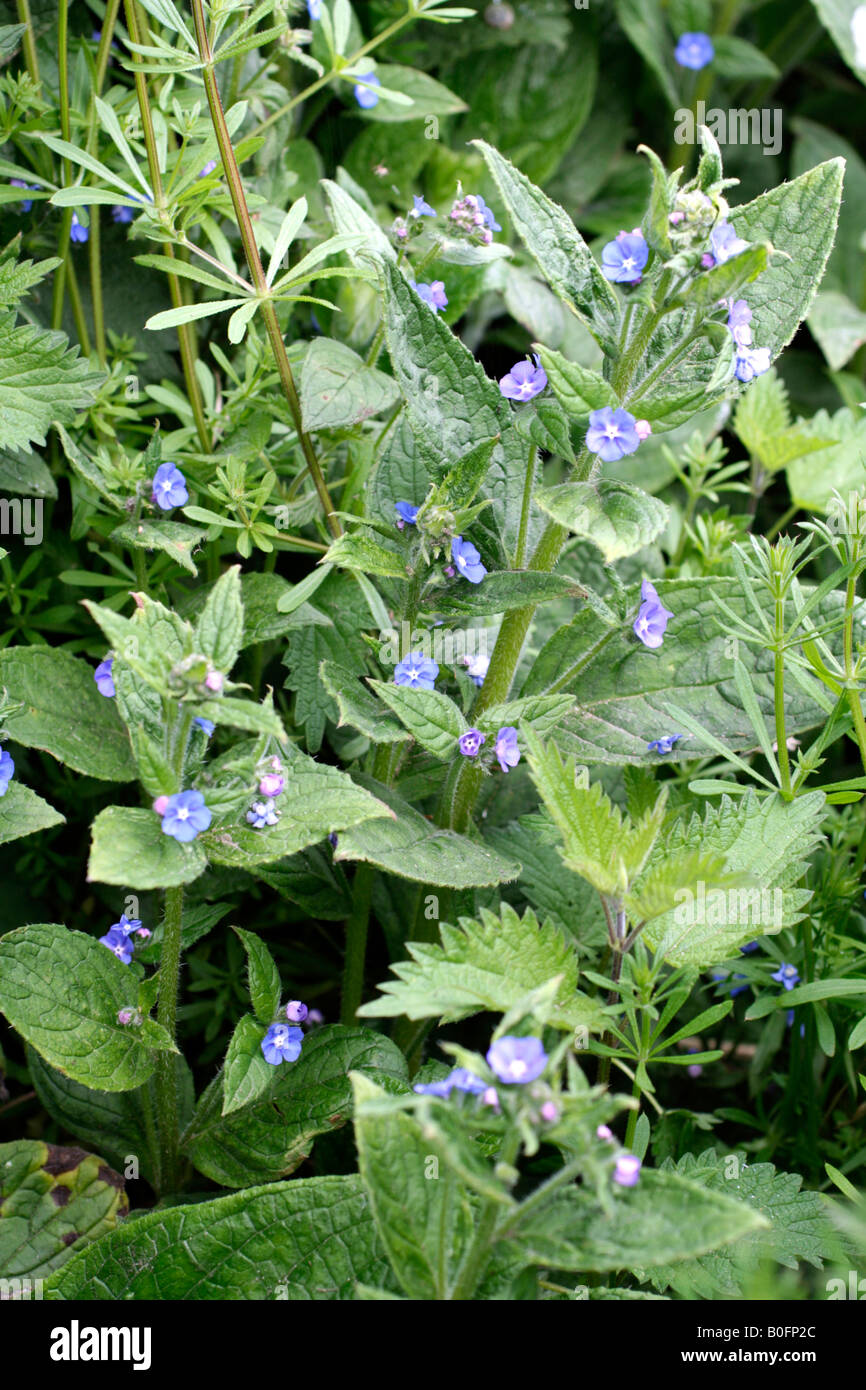 Verde PENTAGLOTTIS ALKANET SEMPERVIRENS CRESCE IN UN DEVON fondo hedge Foto Stock