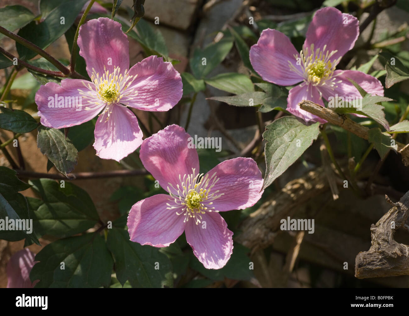 La clematide fiori, giardino comune piante rampicanti Foto Stock