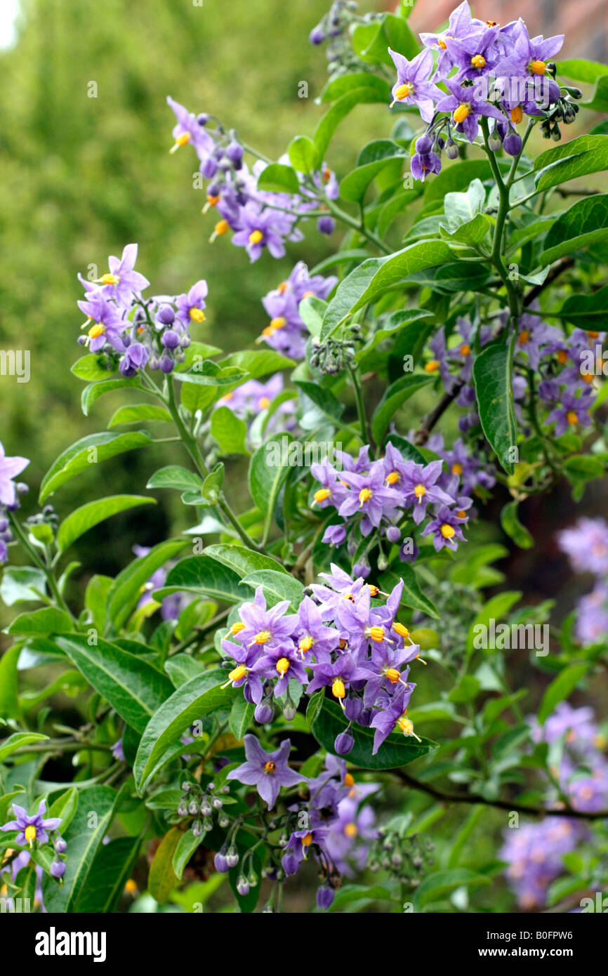 SOLANUM CRISPUM GLASNEVIN AGM Foto Stock