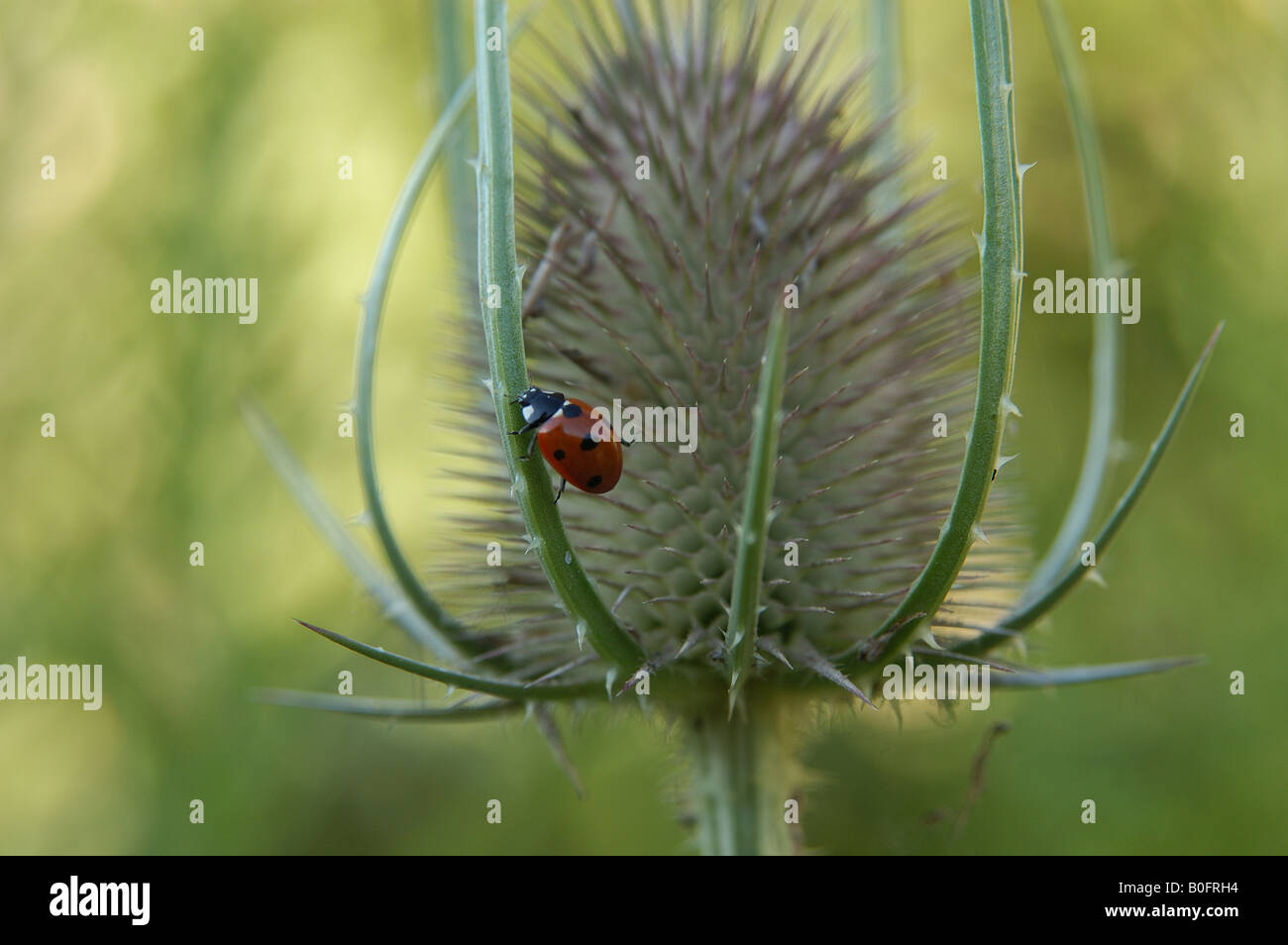 Sette spotted coccinella su Teasel Foto Stock