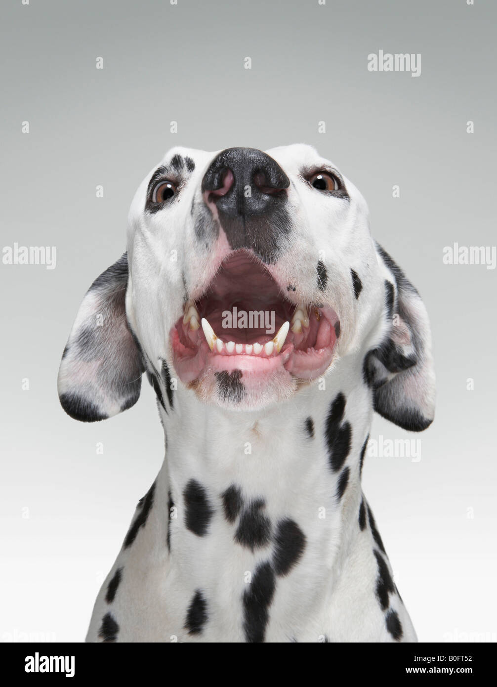Close up di un cane dalmata Foto Stock