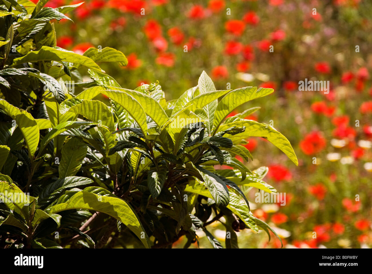 Papaveri selvatici,Portogallo,l'Europa Foto Stock