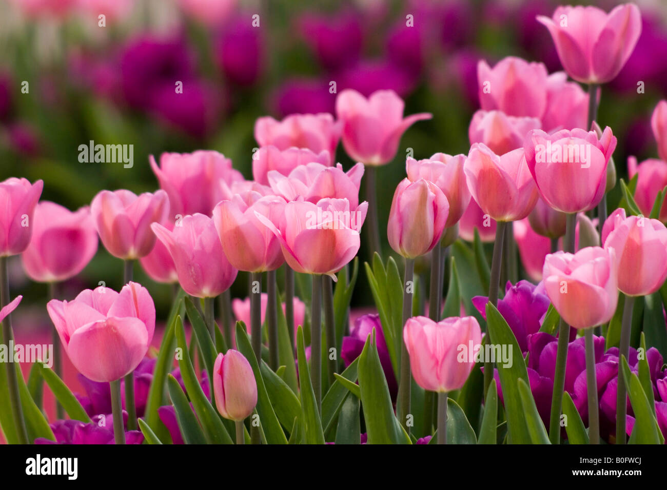 Tulipani rosa UK Foto Stock