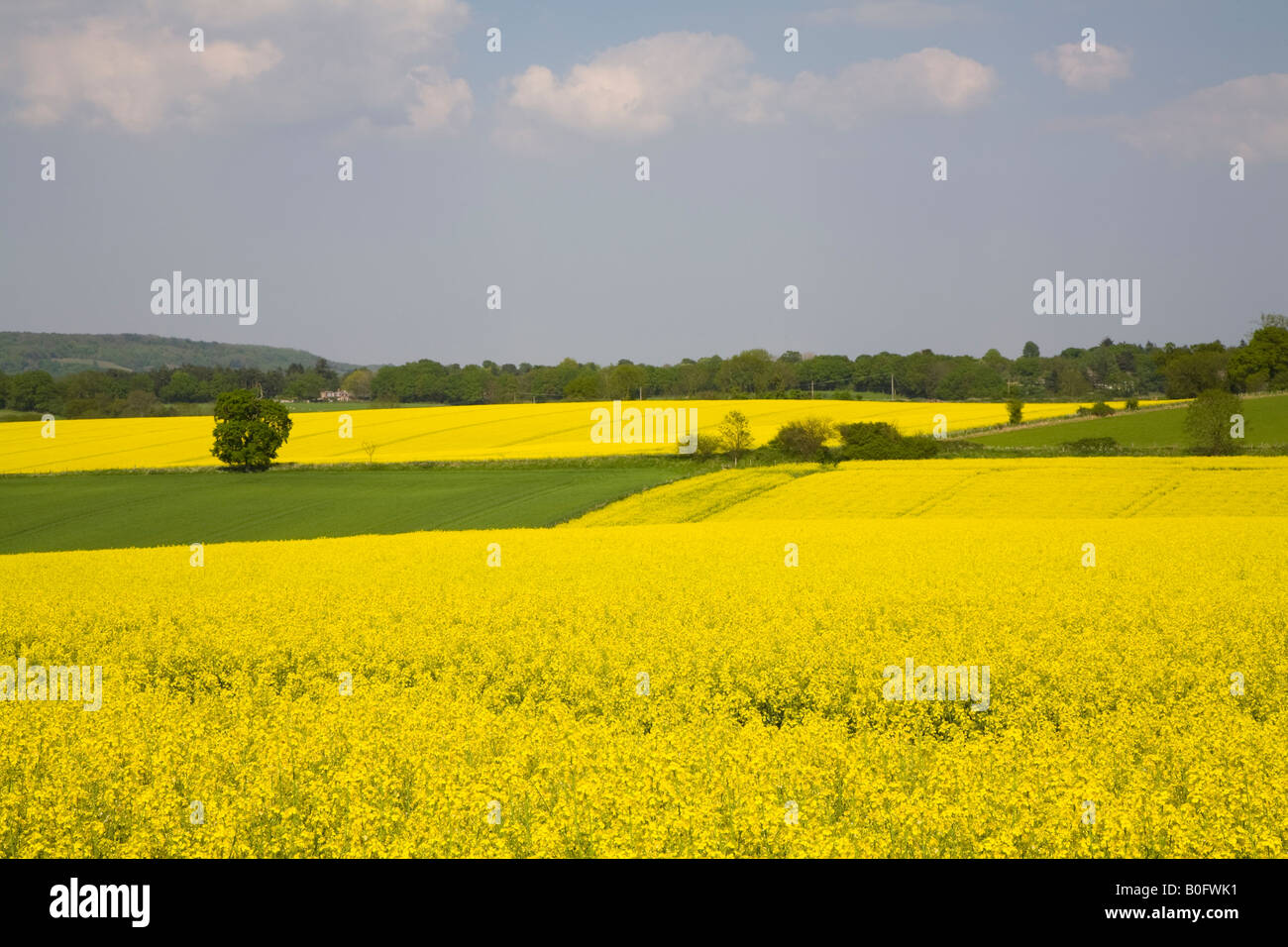 Un campo di olio di semi di colza di piante in un campo nel Surrey in Inghilterra Foto Stock