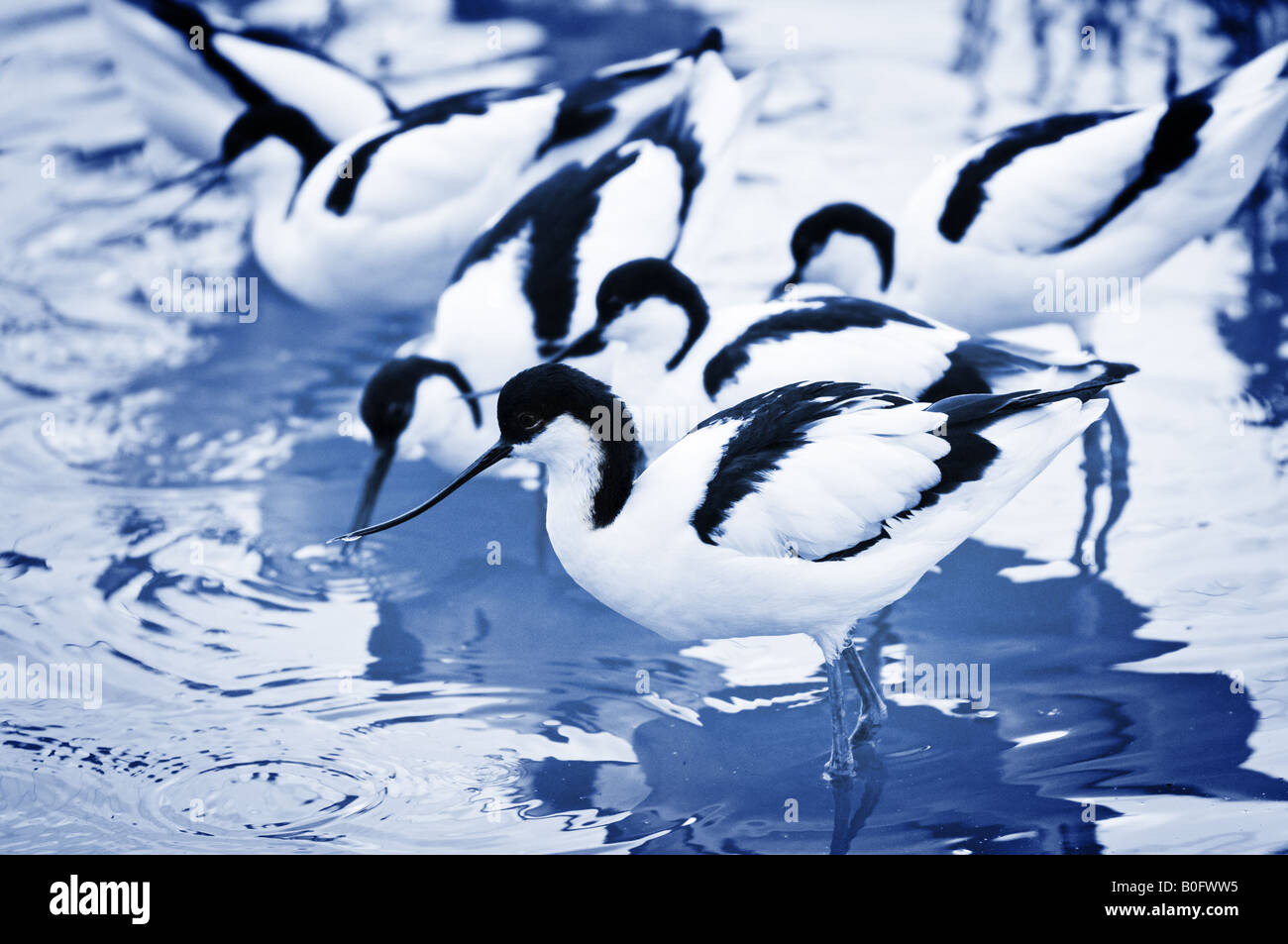 Avocette alimentare duo-tone Foto Stock