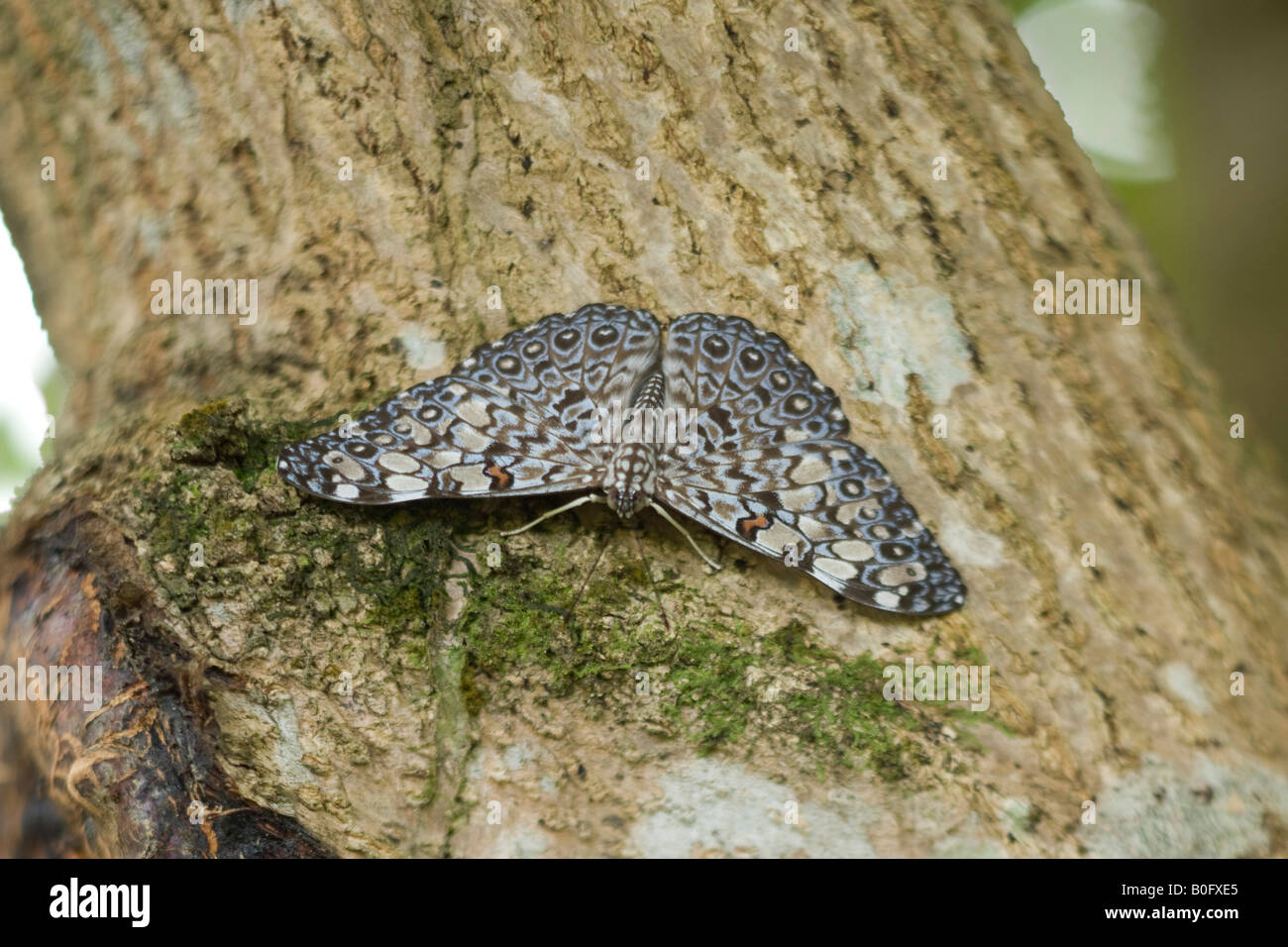 Il cracker Hamadryas feronia Foto Stock