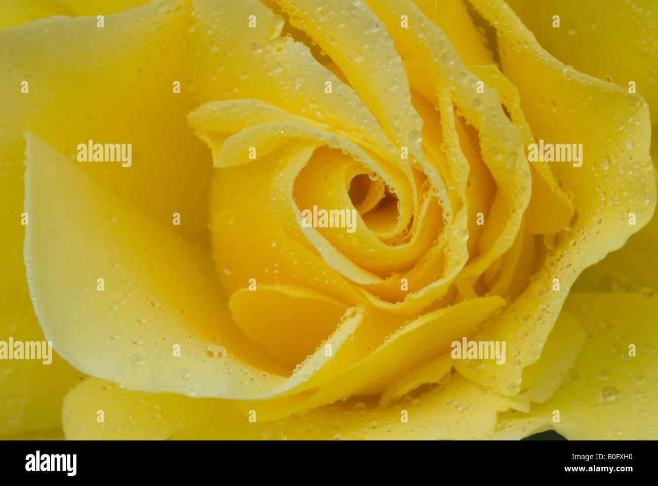 Un primo piano di una rosa gialla che mostra le gocce di pioggia. Foto Stock