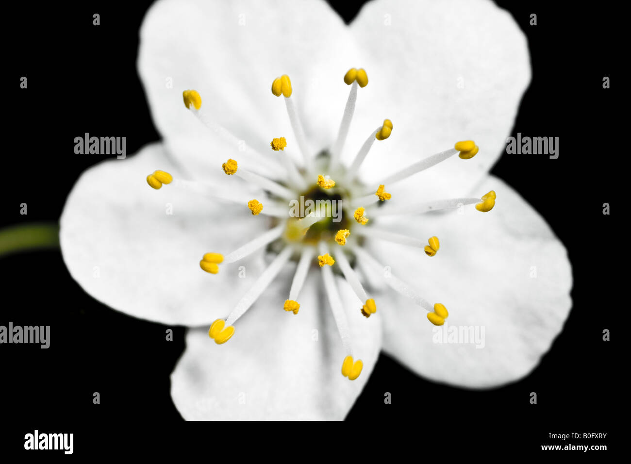 Fiore, stami in focus Foto Stock
