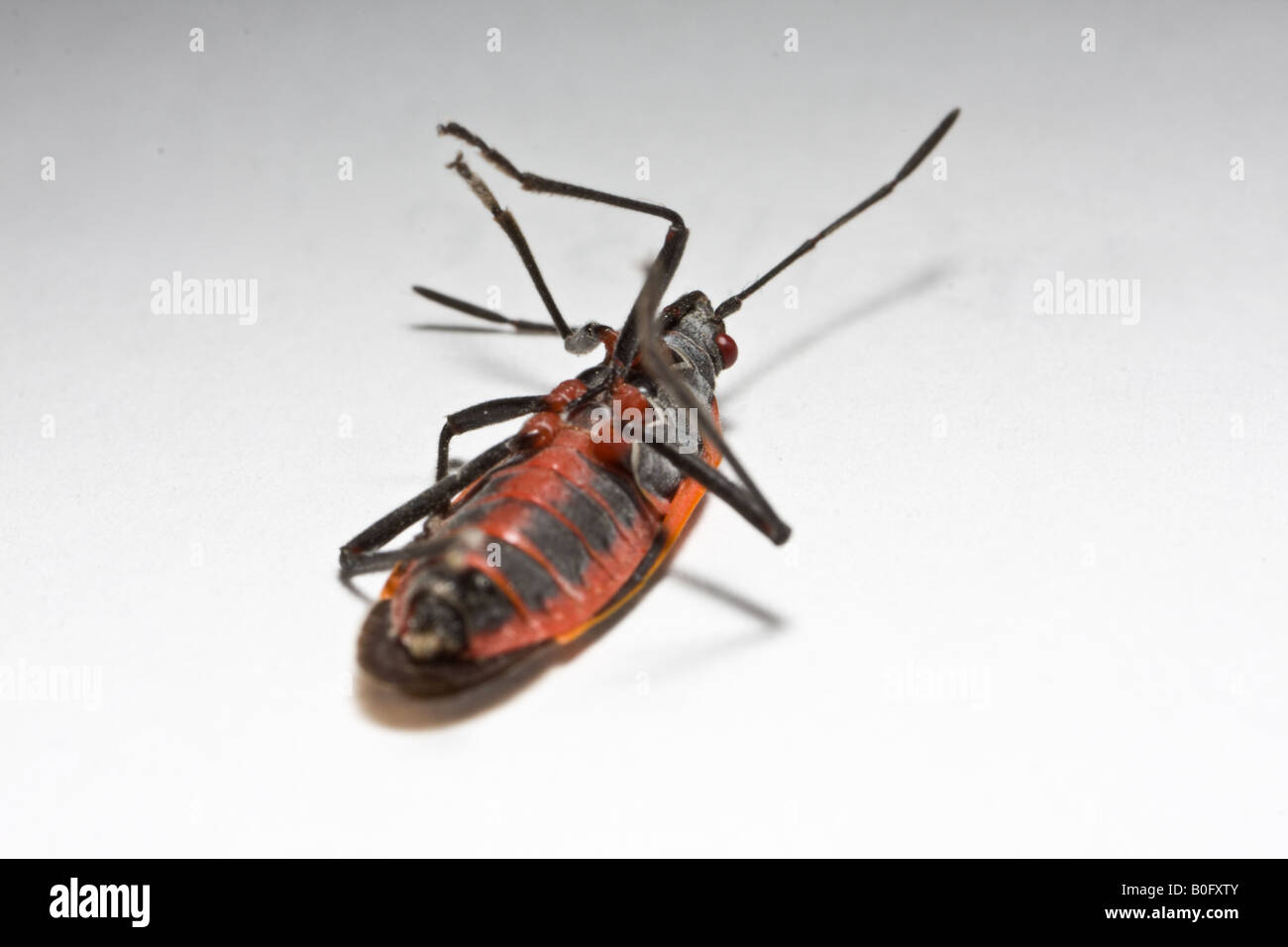 macro dell'insetto Foto Stock