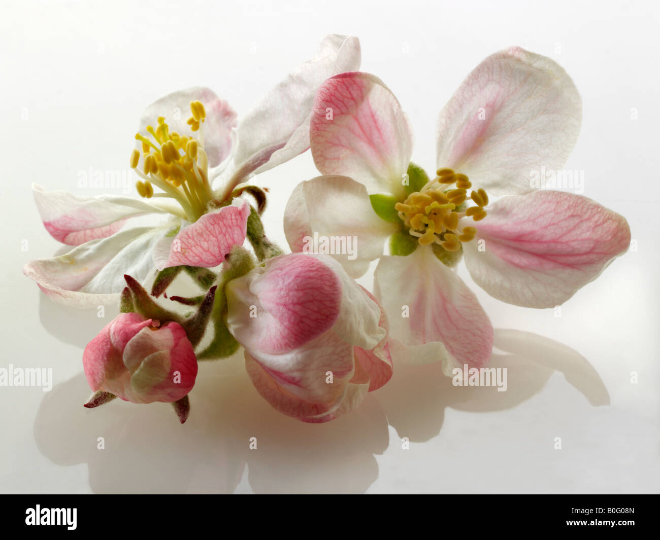 Apple Blossom contro uno sfondo bianco per tagliare Foto Stock