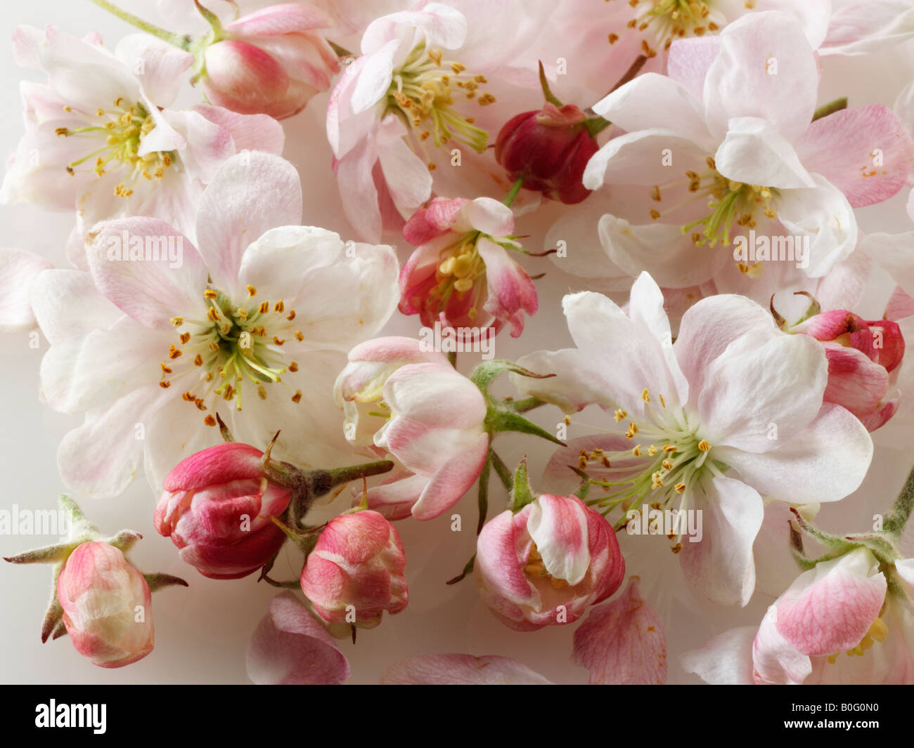 Apple Blossom contro uno sfondo bianco per tagliare Foto Stock