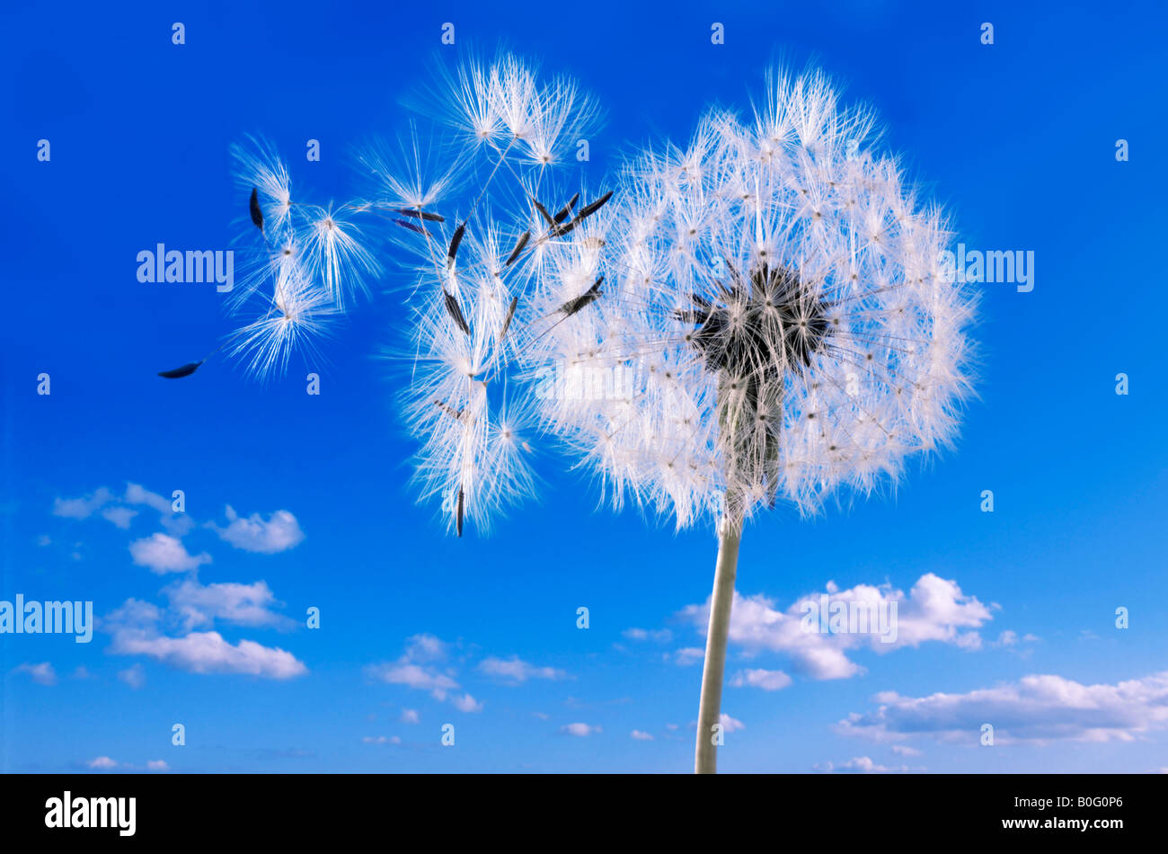 Tarassaco orologio contro un cielo blu Foto Stock