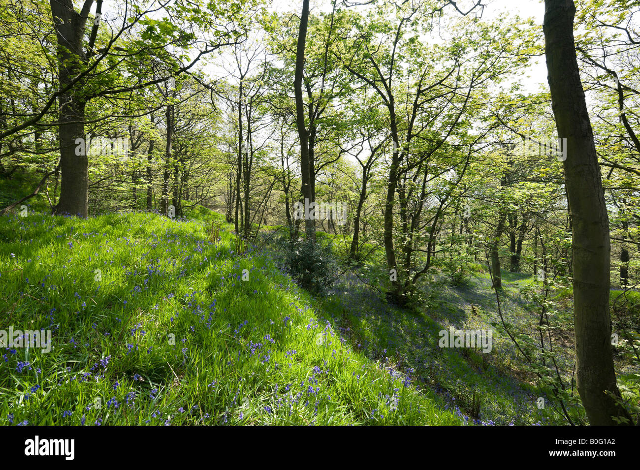 Bluebell boschi vicino Holmfirth, Huddersfield, West Yorkshire, Inghilterra, Regno Unito Foto Stock
