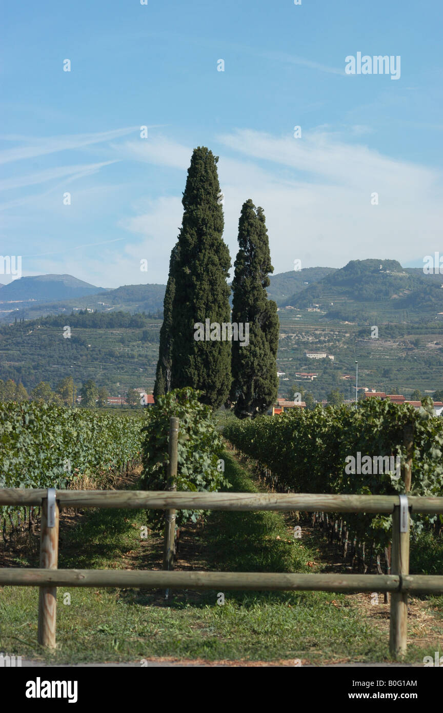 Valpolicella San Pietro in Cariano - Veneto Nord Italia - Triveneto Foto Stock