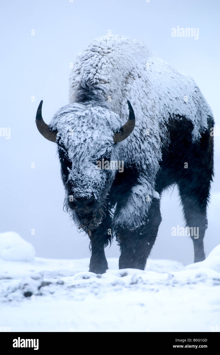 Coperte di neve bison in piedi nel vapore di salita e di caduta di neve. Foto Stock