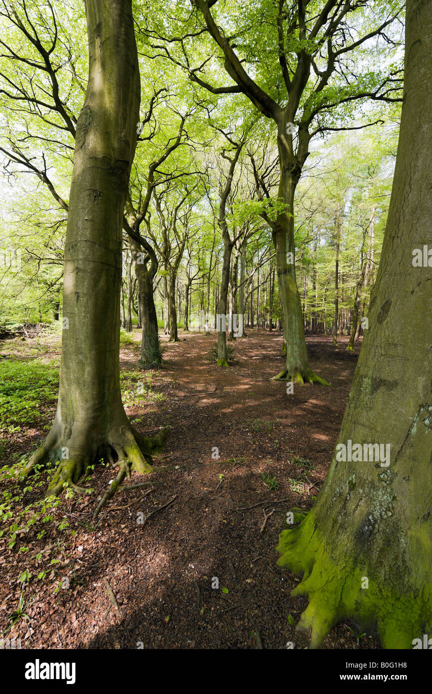 Bosco in prossimità di Holmfirth, Huddersfield, West Yorkshire, Inghilterra, Regno Unito Foto Stock