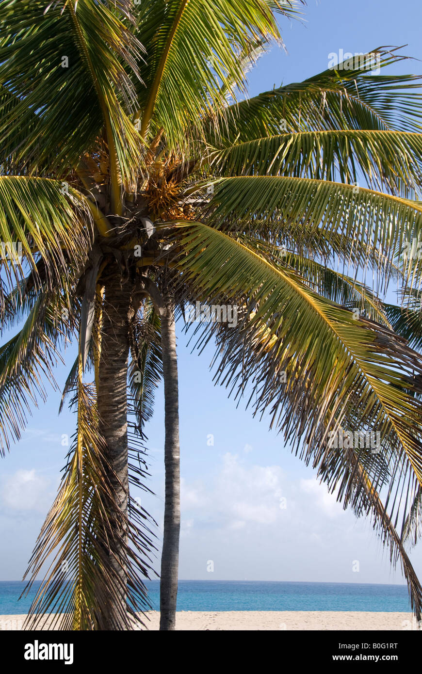 Una noce di cocco Palm tree Foto Stock
