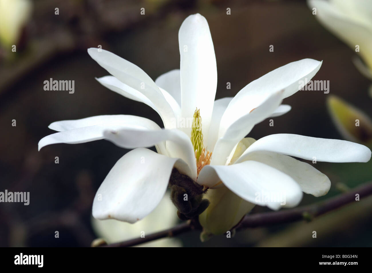 La magnolia X SOULANGIANA INCONTAMINATO Foto Stock