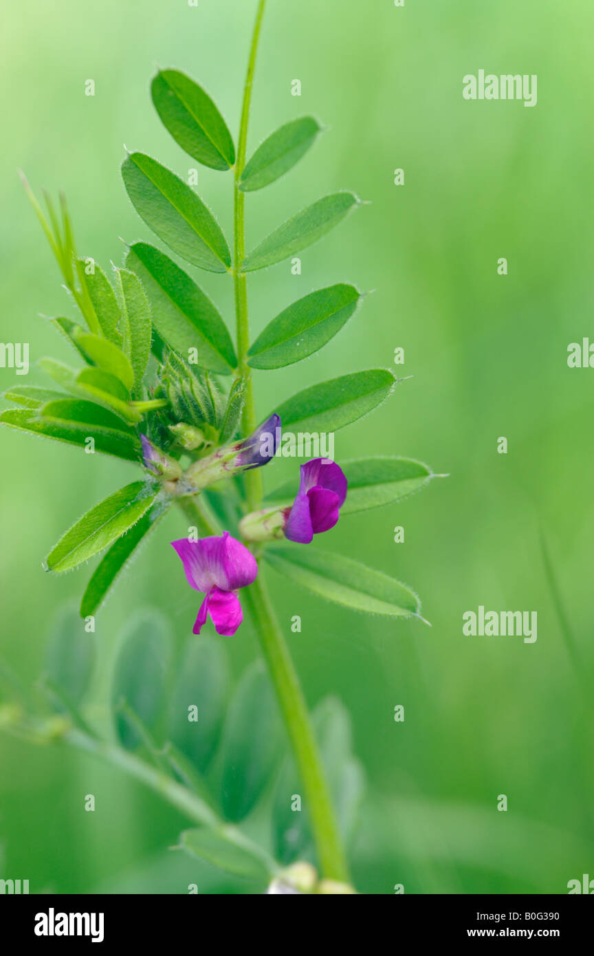 VICIA SATIVA Vetch comune Foto Stock