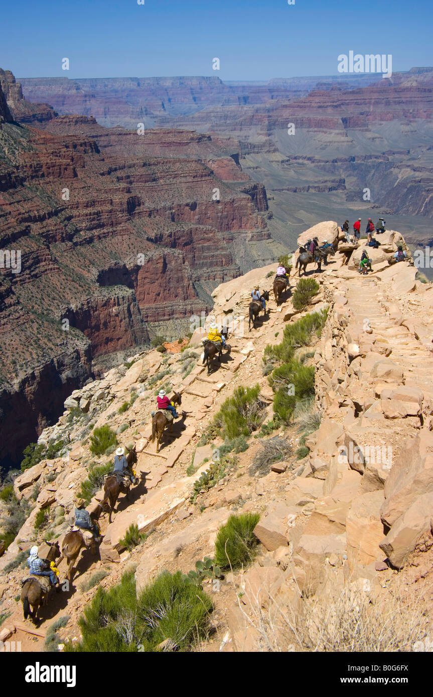 Persone a dorso di mulo fino la S. Kaibab Trail da Phantom ranch nel Parco Nazionale del Grand Canyon, Arizona Foto Stock