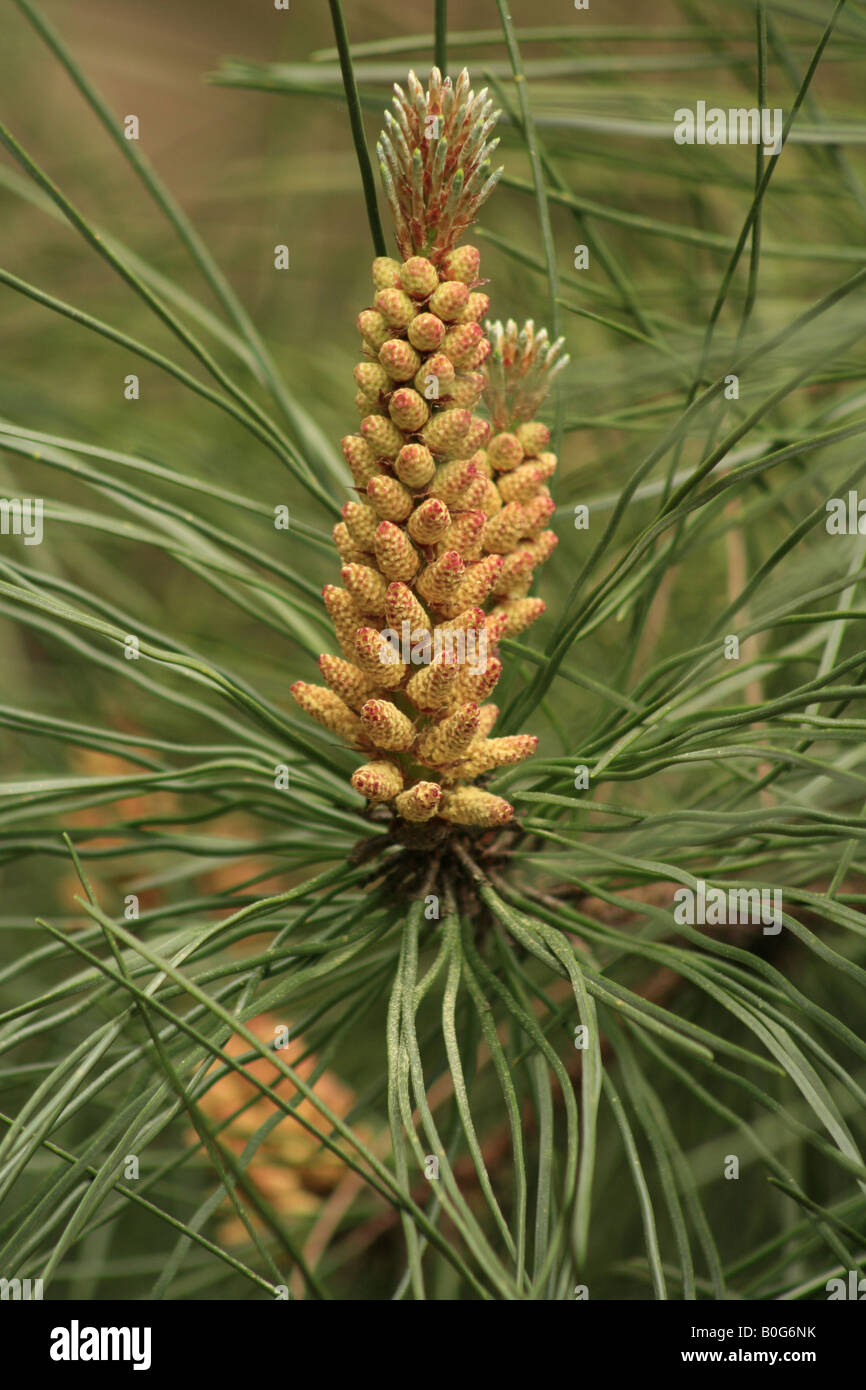 Fiore di pino silvestre (Pinus sylvestris) Foto Stock