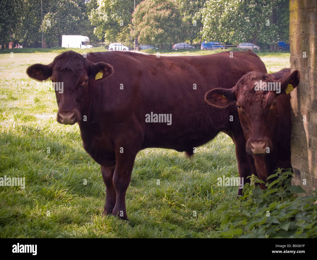 Vacche su campo estivo in Cambridge Foto Stock