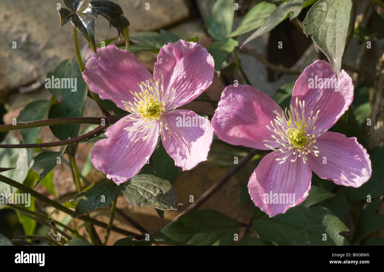 La clematide fiori, giardino comune piante rampicanti Foto Stock