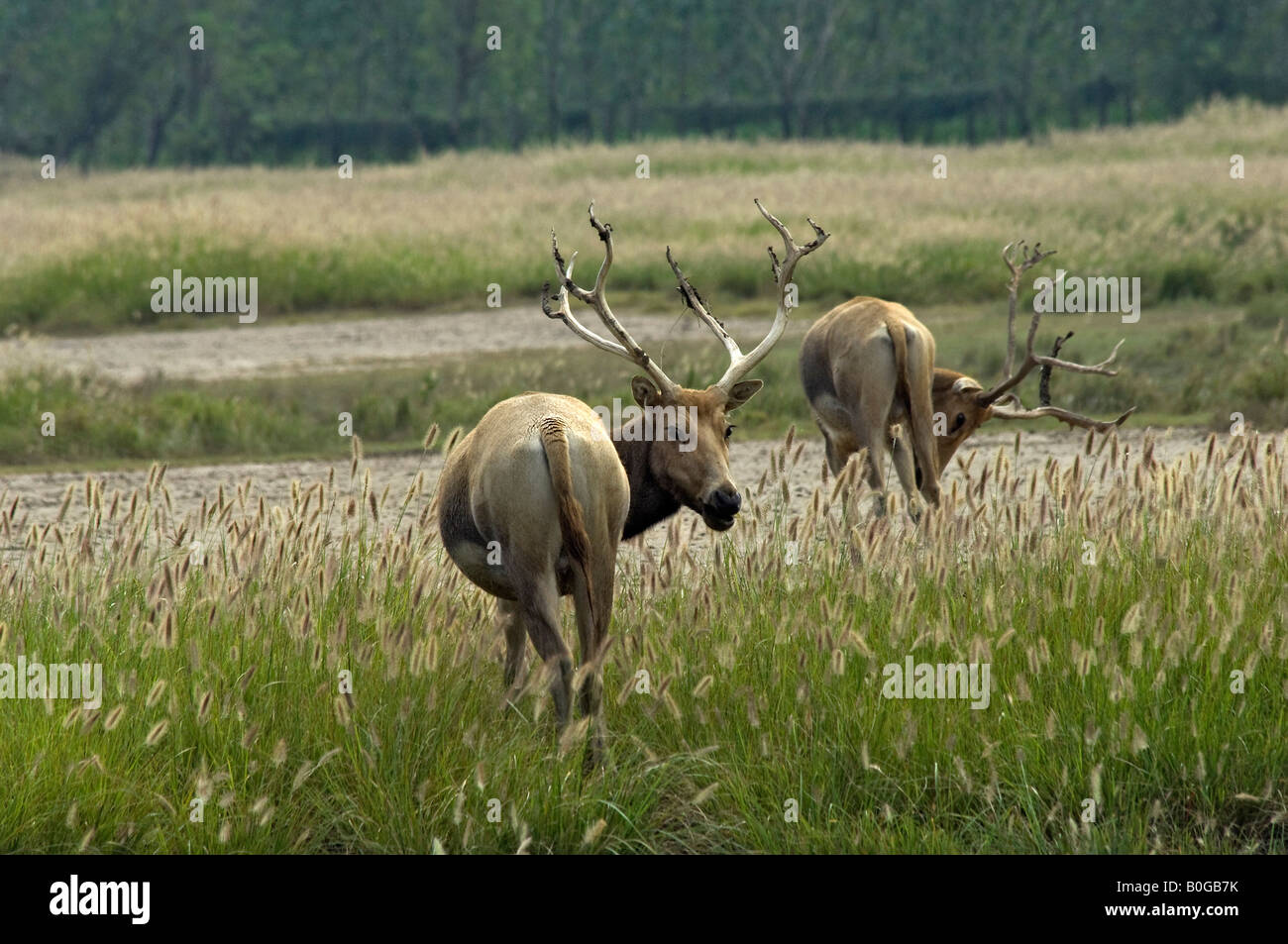 Pere Davids deer stags Elaphurus davidianus a Dafeng Milu Riserva Naturale Nazionale dello Jiangsu in Cina Foto Stock
