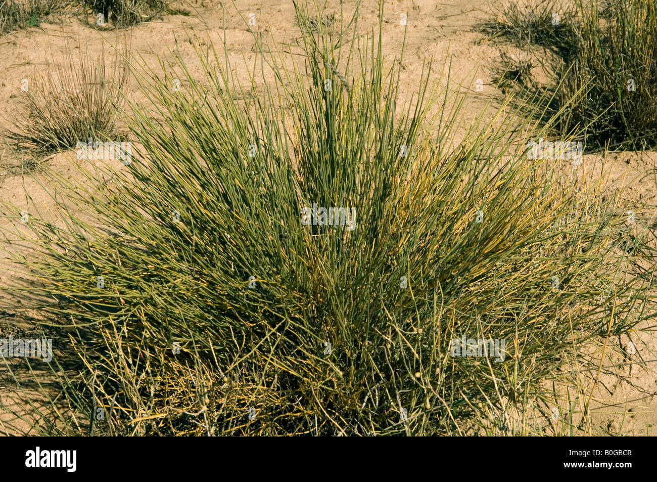 Ephedra sinensis conosciuta come Ma huang nella medicina cinese contiene efedrina e pseudoefedrina sono usati per asma ephedrines Foto Stock