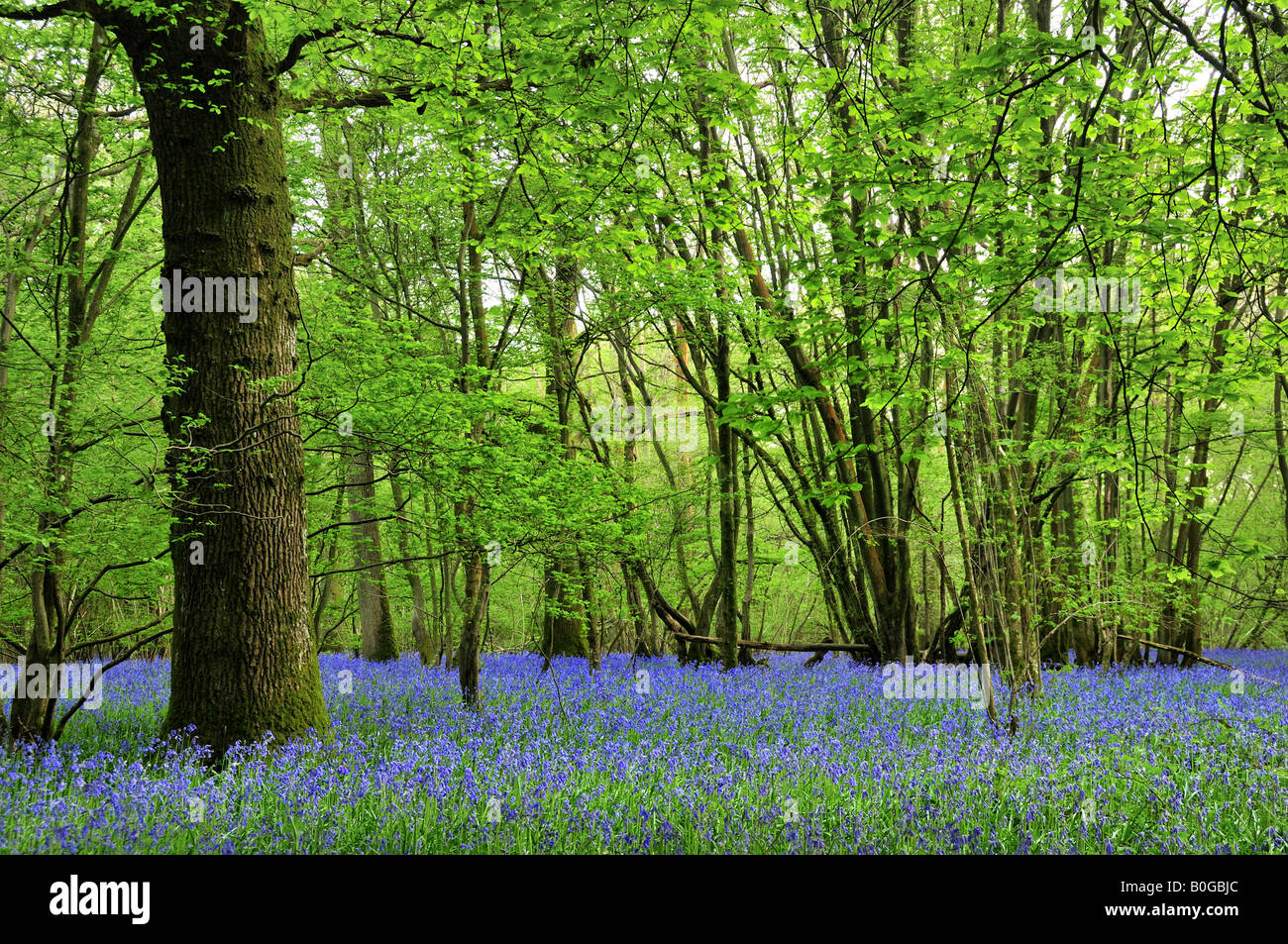 Bluebell wood, East Sussex, Regno Unito Foto Stock